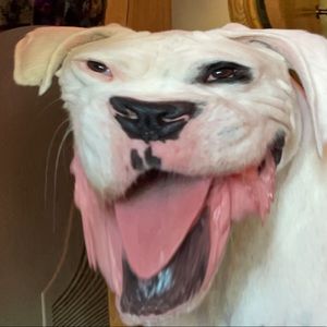 Meet your Posher, Addison